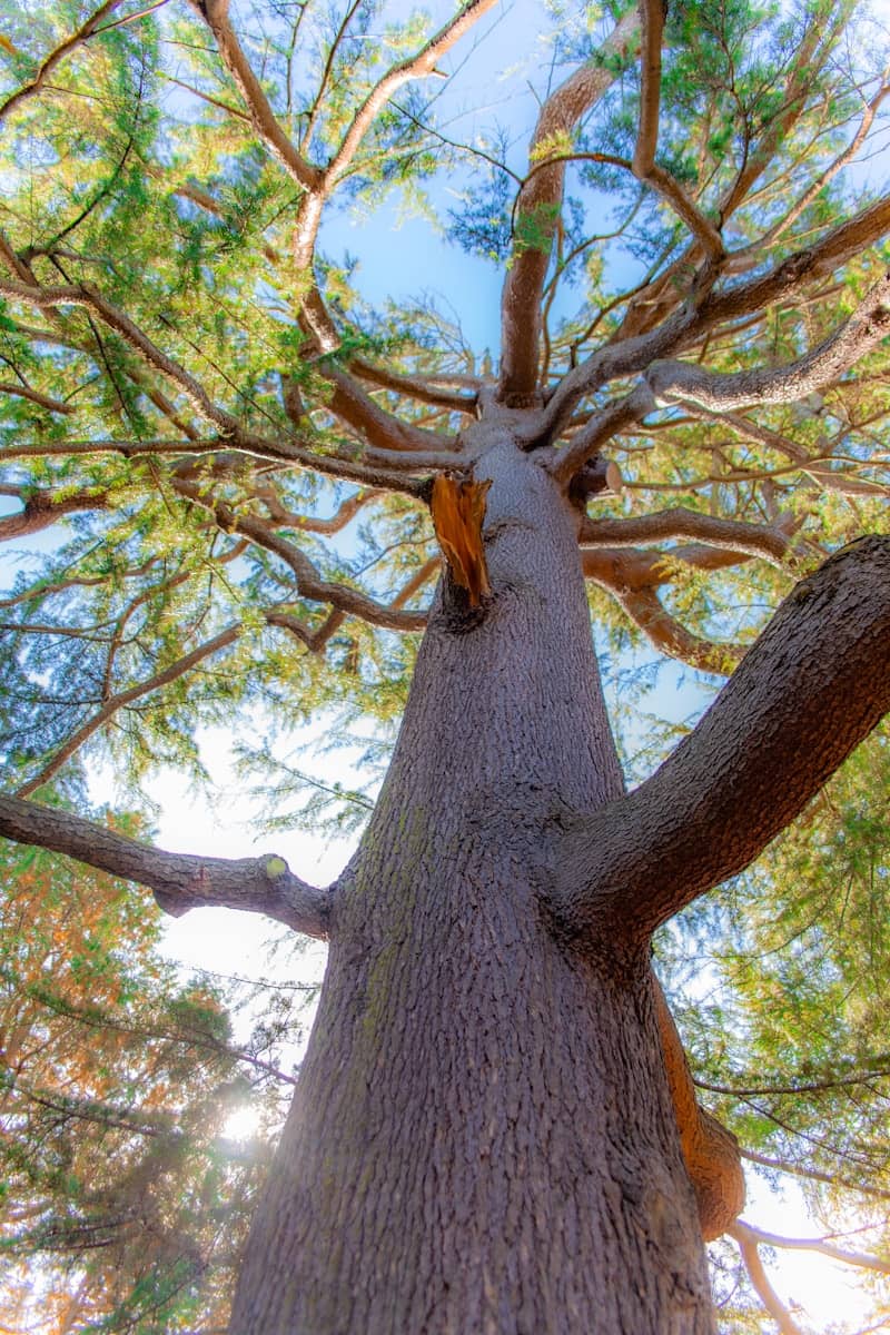 Looking up at a large tree with spreading branches