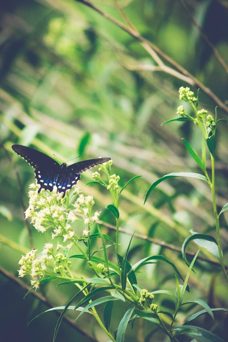 A black butterfly rests on a flowering plant.