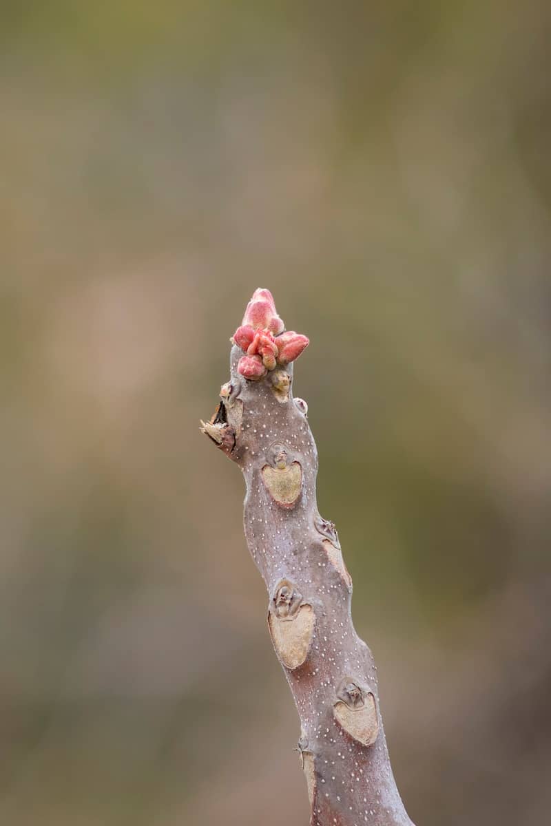 a branch with a flower on top of it