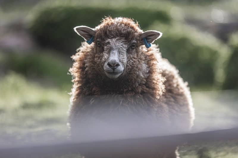 A sheep stares directly at the camera.