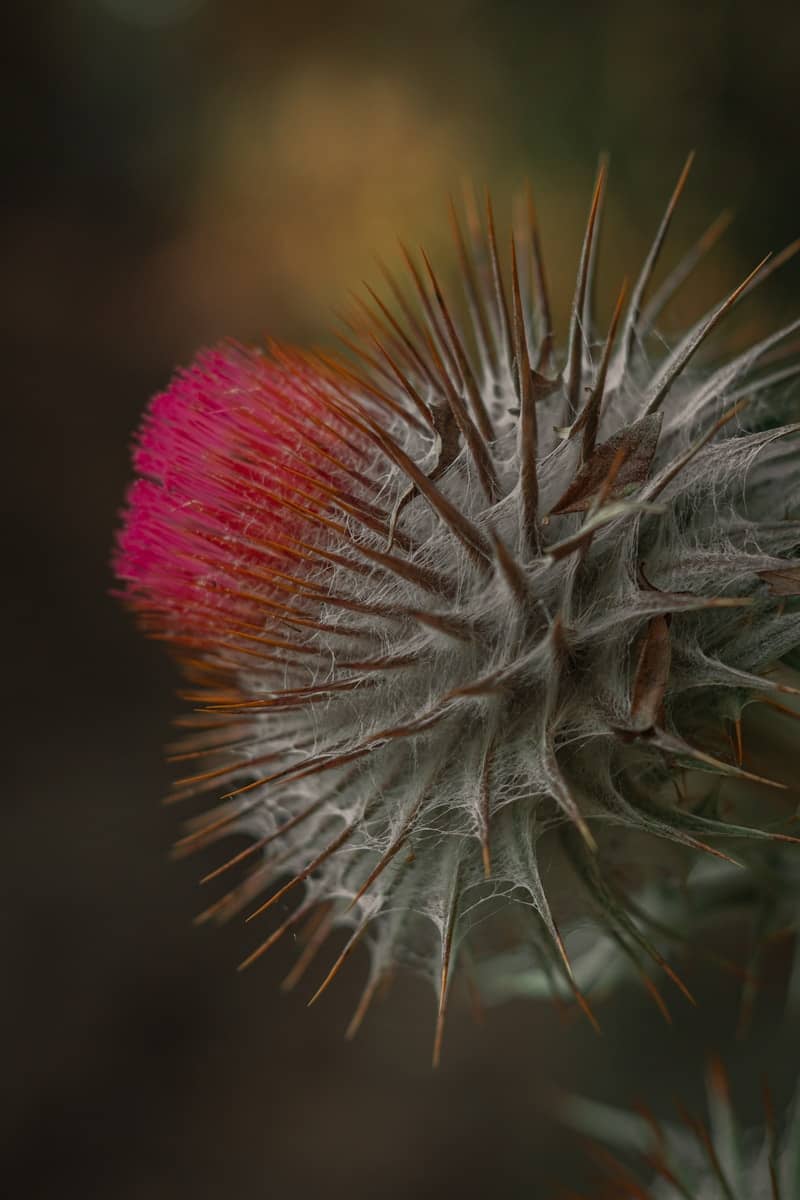 A spiky thistle flower displays pink.