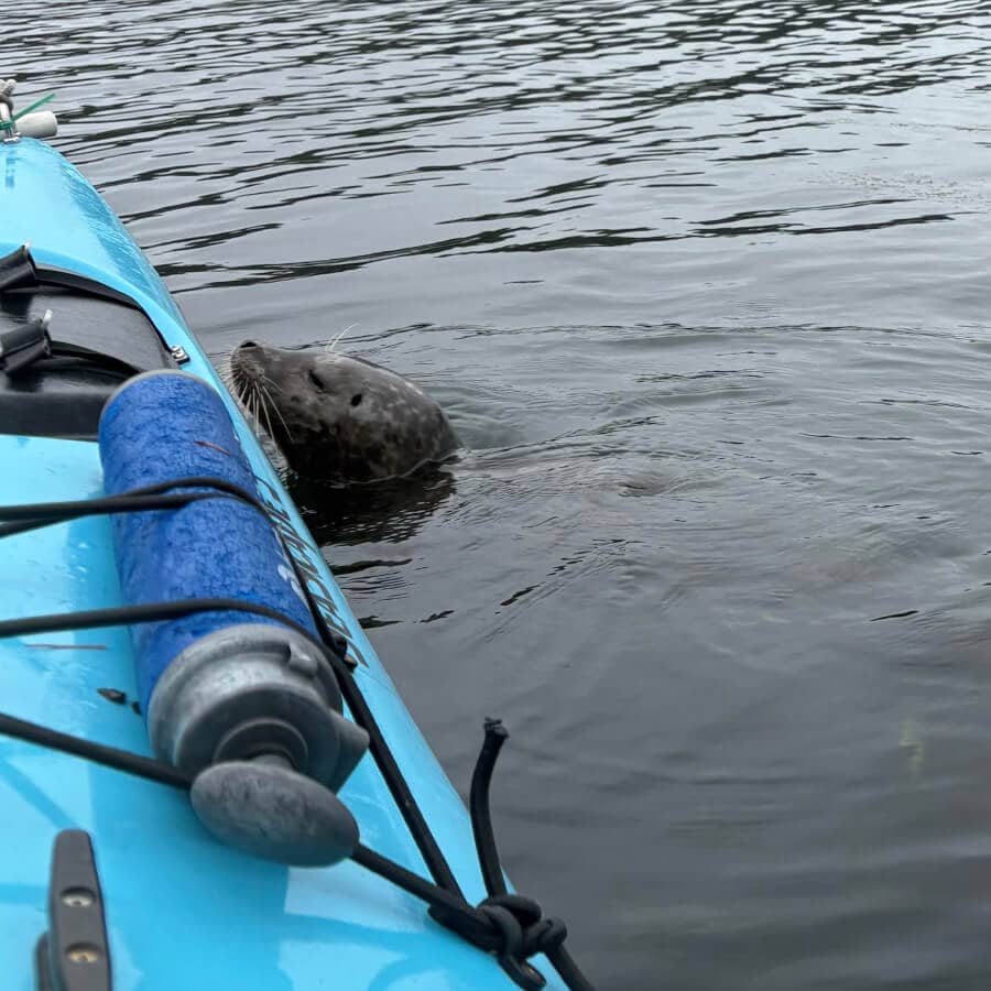 a seal boops my kayak, why not