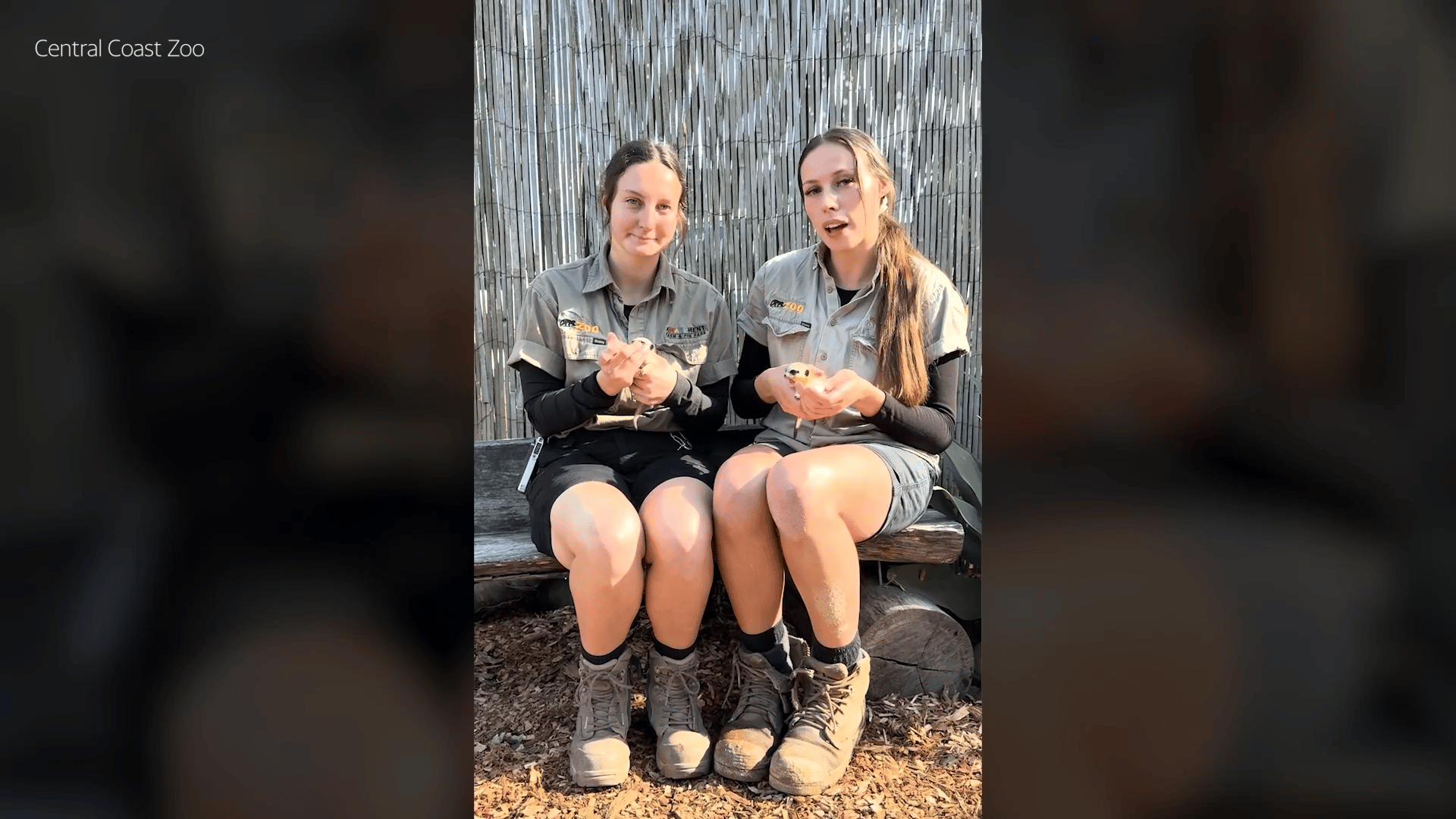 Two female zookeepers sit side by side on a wooden bench outdoors, in front of a vertical bamboo fence. Both are wearing khaki uniforms with Central Coast Zoo logos and work boots. Each is gently holding a small animal, likely a baby chick or similar creature, in their hands. The setting appears sunny, and wood chips cover the ground around them.