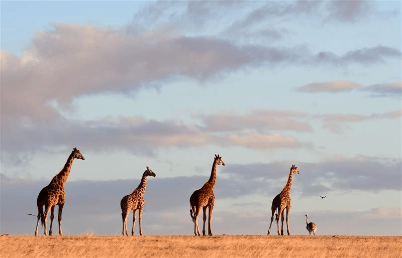 Wake up to giraffes and lions outside your window at Monarto Safari Park’s new $40 million luxury resort.