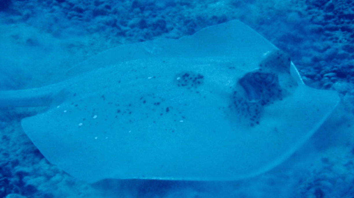 A wide-angle underwater shot captures a large, light blue or whitish stingray partially buried in the sandy and rocky seabed. The stingray's flattened body is visible, with its eyes and spiracles (breathing holes) discernible on its dorsal side, along with some darker spots. The water around the stingray is murky with stirred-up sediment, giving the scene a soft, diffused blue hue. The ocean floor stretches into the background, showing various rocks and patches of sand.