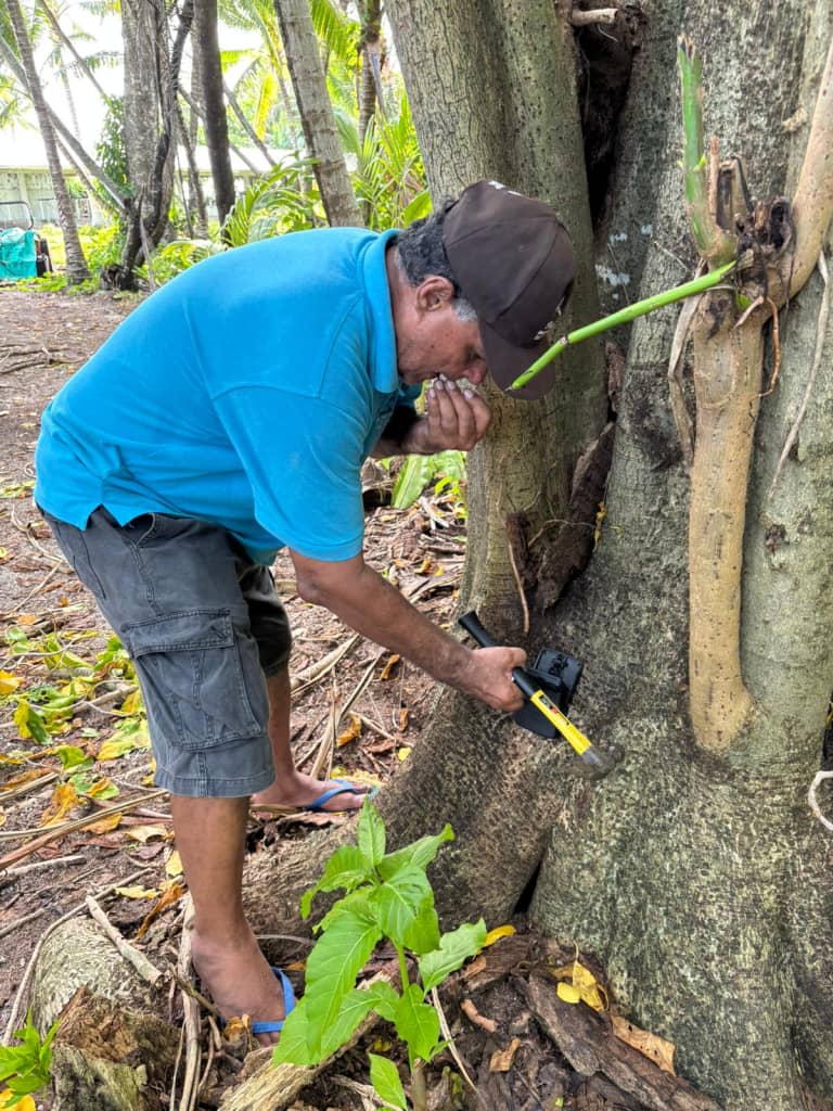 A man in a blue shirt and dark cap kneels beside a large tree trunk in a tropical setting, using a handheld drill or tool to work on the bark. The scene is surrounded by lush green vegetation including palm fronds and tropical plants, with coconut palms visible in the background. The ground is covered with fallen leaves and organic debris typical of a Pacific island environment.