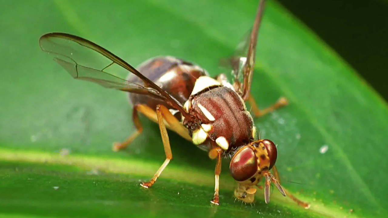 Native to Tonga, the polyphagous pest infests 64 fruit and vegetable species across 29 plant families, with up to 100% crop loss recorded in capsicum production.
