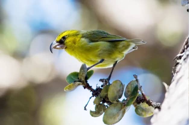 A small, bright yellow-green bird with a curved beak perches on a leafy branch. The bird appears alert, surrounded by a softly blurred natural background of light and foliage.