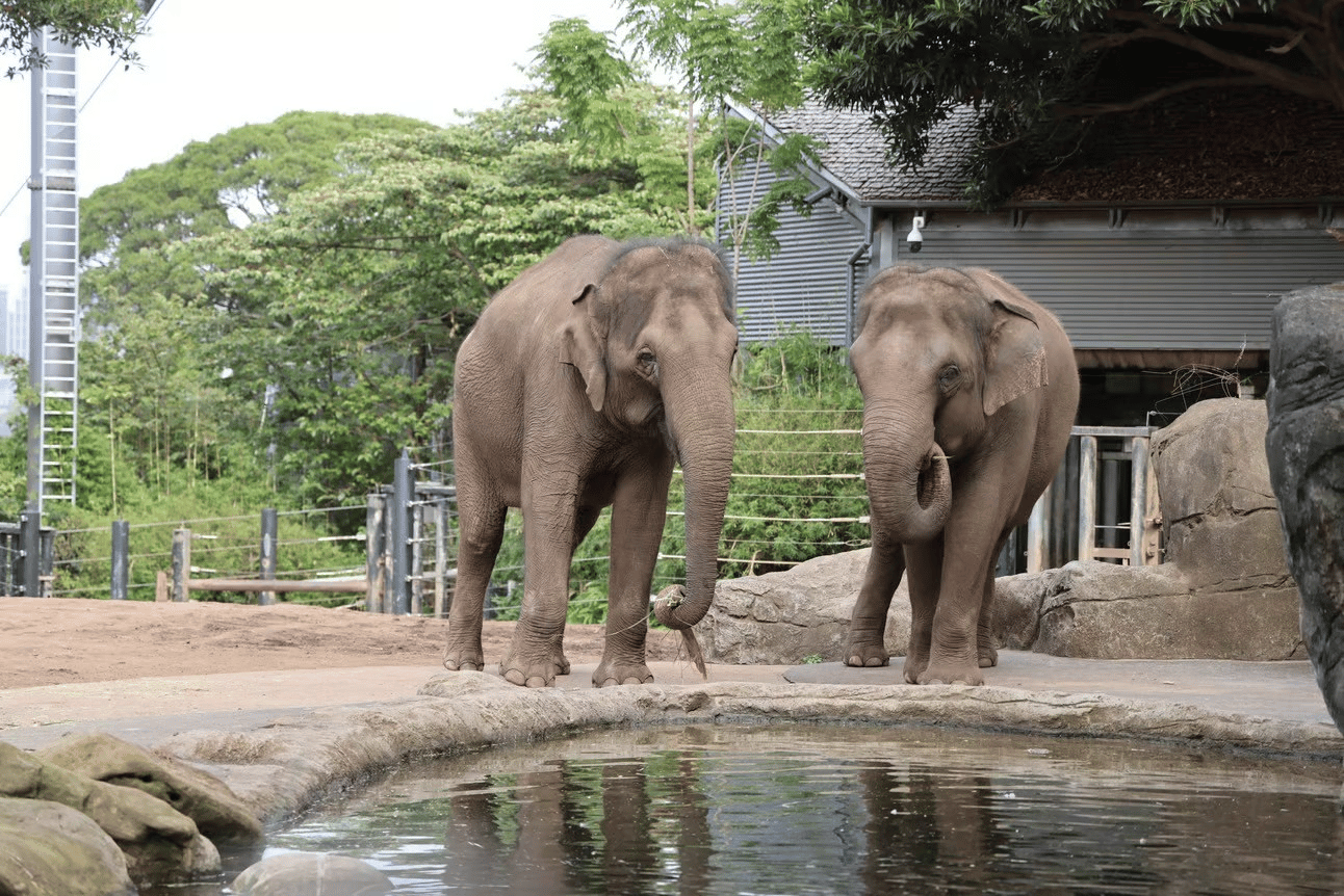 Asian elephants Tang Mo (Left) and Pak Boon (Right) depart Taronga Zoo Sydney for Monarto Safari Park