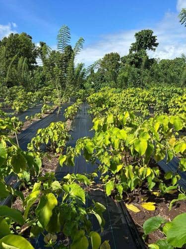 A lush green farm under a bright blue sky, showing rows of young plants growing on dark plastic mulch sheets that cover the soil. Tall trees and dense vegetation surround the cultivated area, suggesting a tropical or subtropical environment. The plants appear healthy and vibrant, with some new growth visible.