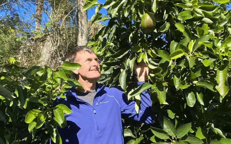 Harricado shows promise for colder New Zealand regions with disease resistance.