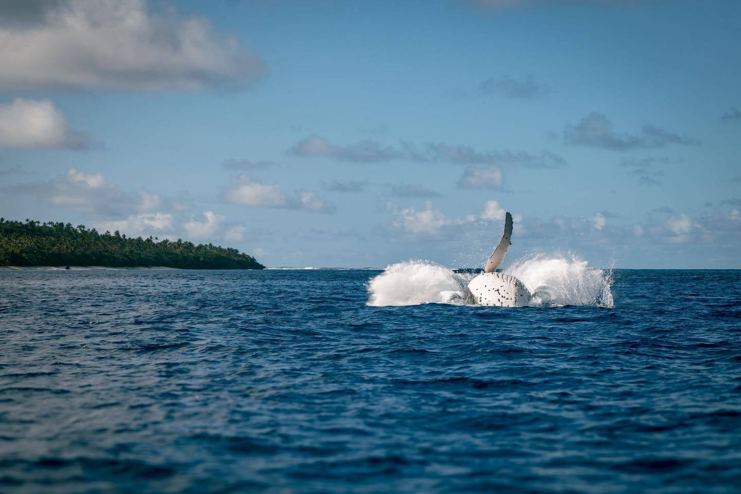 The first humpback whales have arrived in Tonga's warm waters, with just 24 days remaining until the official whale swimming season begins in mid-July