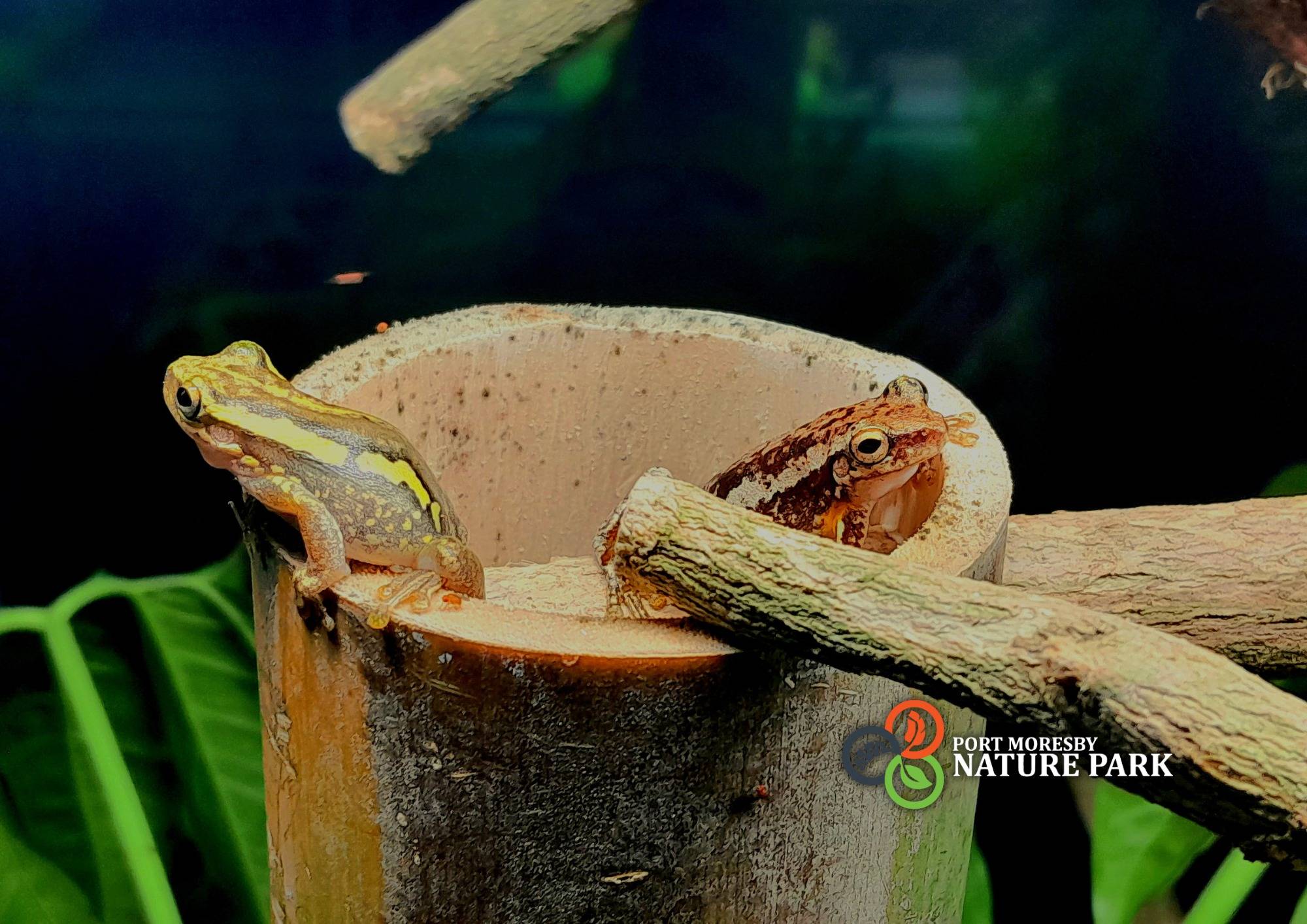 Two colorful frogs rest on the edge of a hollow bamboo tube in a lush, tropical enclosure. One frog has bright yellow and black markings, while the other is mottled brown with a white stripe. They are surrounded by branches and leaves, with the logo for Port Moresby Nature Park visible in the lower right corner.
