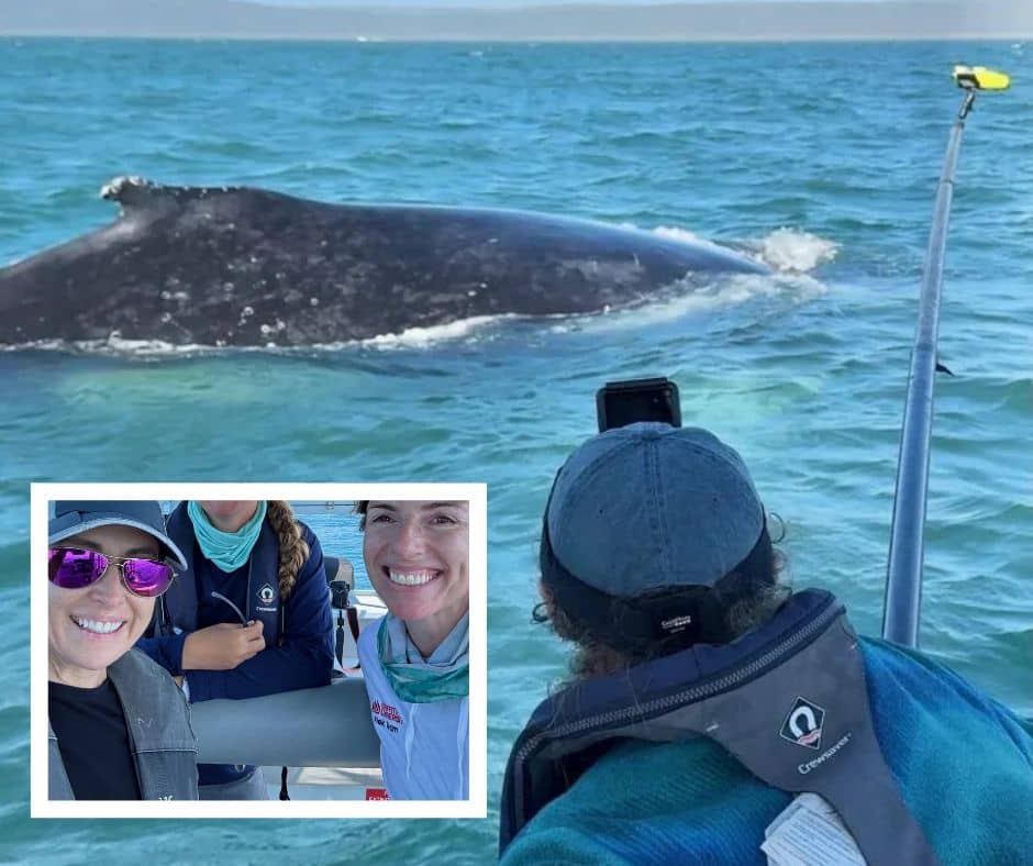 Griffith University team documents 35 hours of calf behavior data from Moreton Bay, revealing nursing in half of tagged individuals amid vessel traffic concerns.