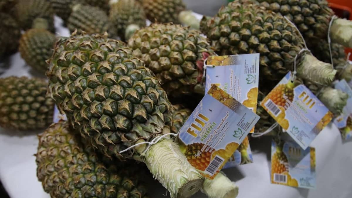 Three tonnes of Fiji-grown Ripley Queen pineapples were shipped to New Zealand under a government-supported trial to test market readiness and meet biosecurity standards.
