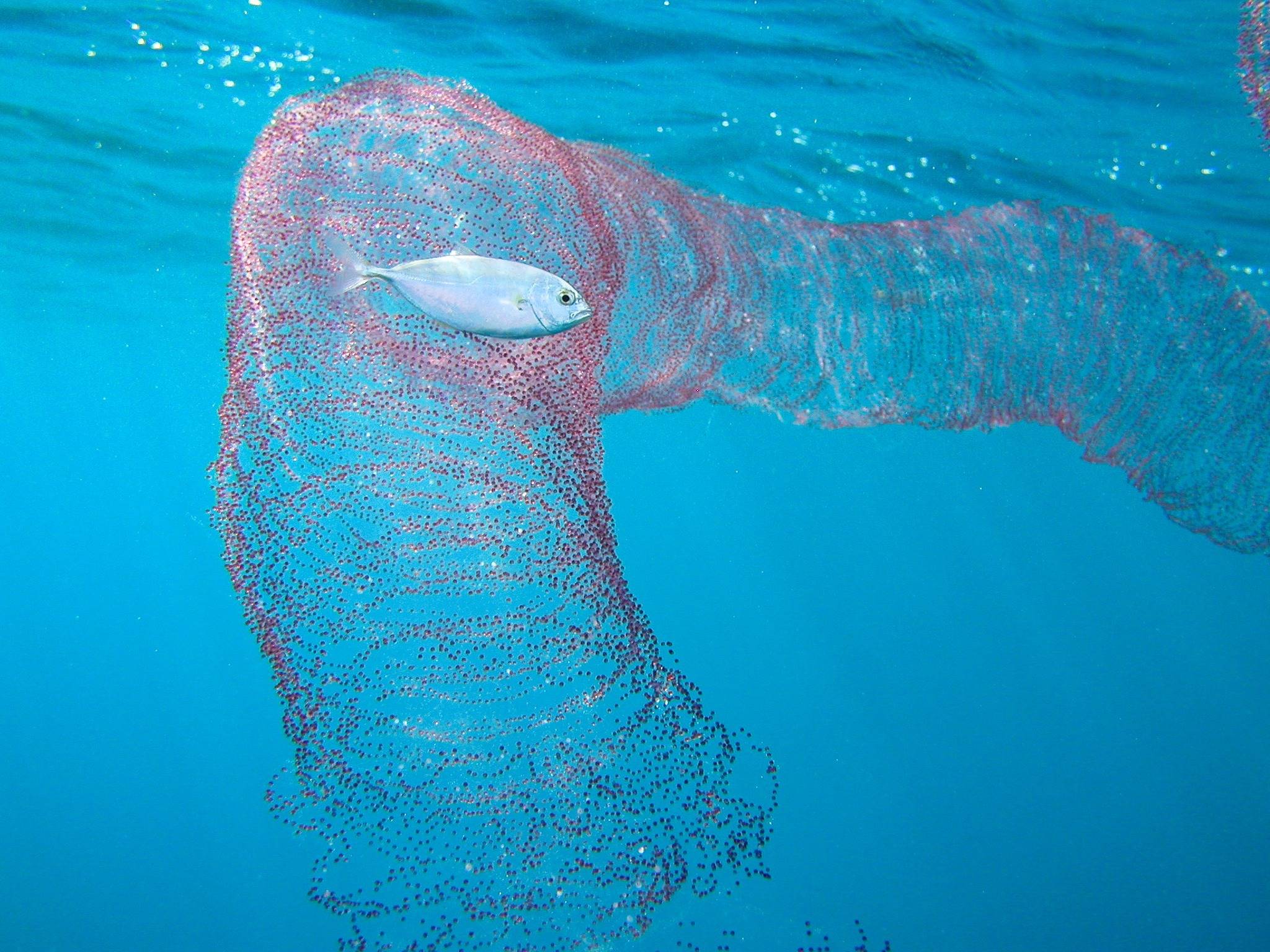 Protected waters of American Samoa's National Park provide sanctuary for diamondback squid reproduction and their spectacular floating egg masses.
