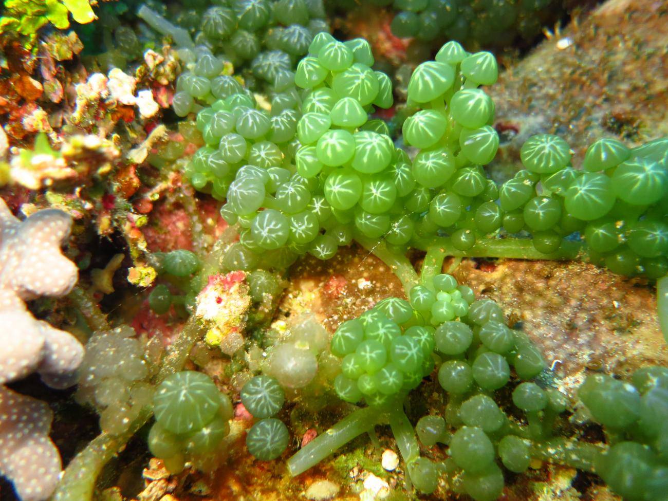 Bright green Caulerpa seaweed with distinctive grape-like clusters growing on a colorful coral reef, showcasing the type of Pacific seaweed species being studied for aquaculture potential.