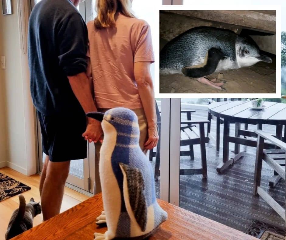 A Coromandel couple shares their experience living with little blue penguins nesting under their house and the difficulties of coexisting with these protected birds.