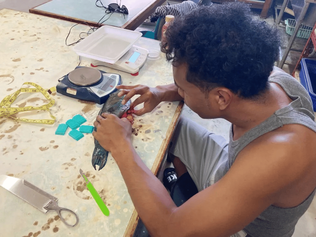 Data collected will support improved management of Palau’s reef fish stocks based on local scientific analysis.