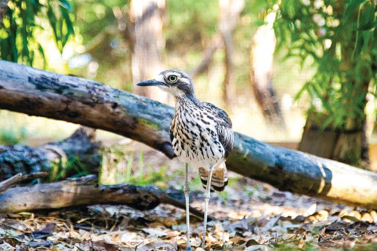 A bush stone-curlew, a tall bird with long legs and striking yellow eyes, stands on a forest floor covered in dry leaves. Its brown and white streaked plumage helps it blend with the woodland surroundings of fallen logs and dappled sunlight.