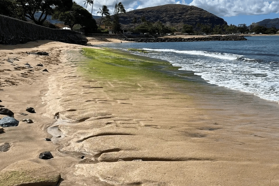 A coastal scene featuring a sandy beach with a band of green algae near the shoreline. Ancient Hawaiian petroglyphs are etched into the exposed flat rocks in the foreground. Gentle waves lap against the shore, with mountains and palm trees visible in the 