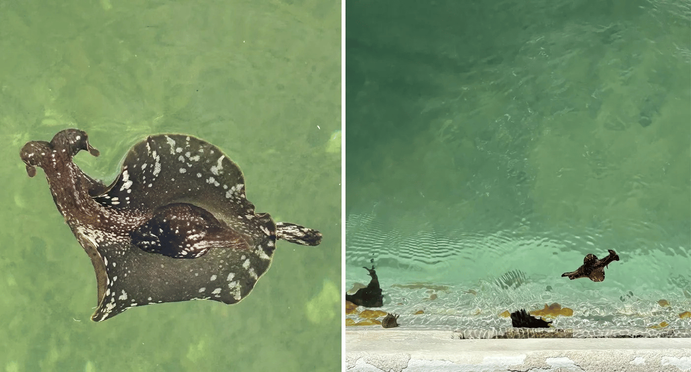 Merewether Baths in Newcastle temporarily closed after hundreds of toxic sea hares swarm the pool, posing risks to pets and prompting careful removal efforts.