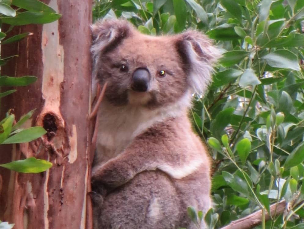 Hundreds of Koalas Shot Following Bushfire Devastation