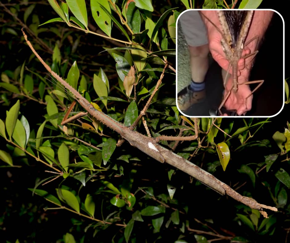 A large stick insect, camouflaged to look like a twig, rests on green foliage at night. An inset photo shows a person holding the insect to reveal its impressive size, with long legs and body spanning the length of both hands.