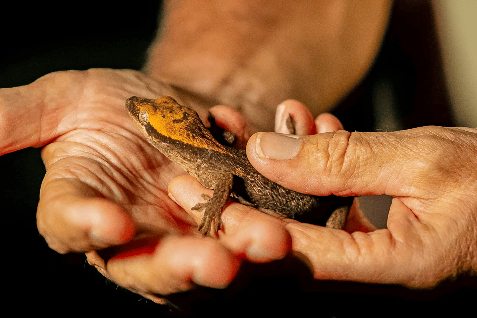 Endangered geckos from New Caledonia are being poached to meet rising demand in the exotic pet trade, driven by viral social media trends.