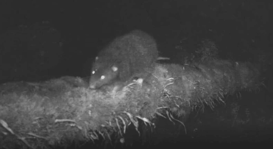 The elusive Vangunu giant rat (Uromys vika), native to the Solomon Islands, was captured on video for the first time ever, providing crucial insights to aid in the conservation of this critically endangered species.