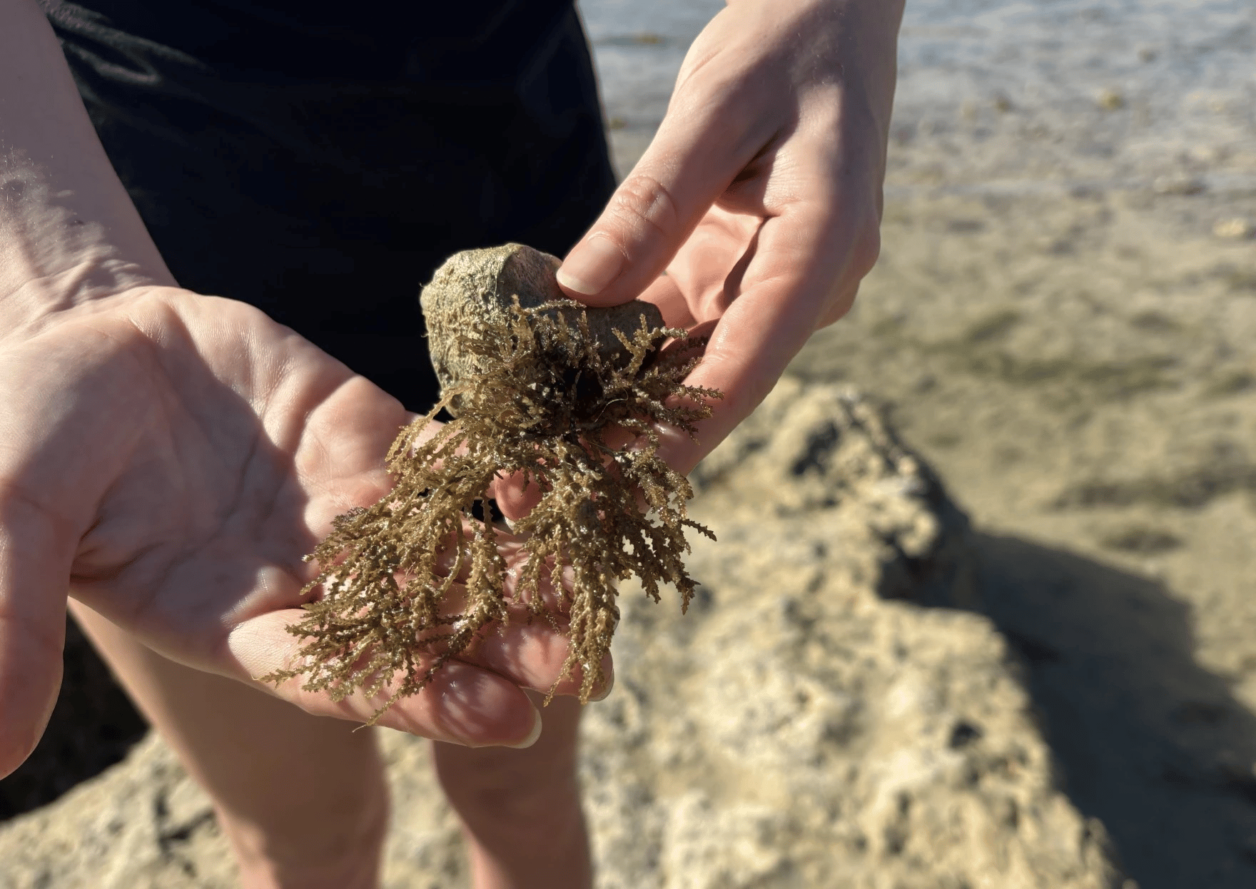 Acanthophora spicifera discovered at Midway Atoll in 2022, likely transported via ship hull fouling despite federal biosecurity protocols requiring hull inspections.