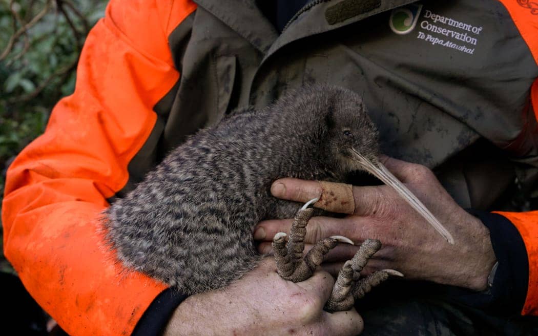 A person wearing an orange and dark green Department of Conservation jacket cradles a young kiwi bird. The kiwi has soft, speckled brown feathers, a long pale beak, and large, clawed feet. The person’s hands are slightly dirty, suggesting fieldwork.