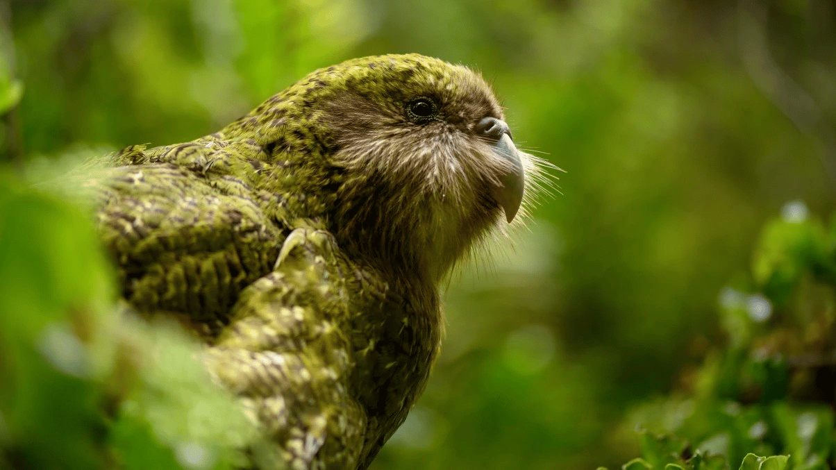 Flightless parrot species, decimated by introduced predators, now lives on four predator-free islands following relocation efforts that began in the 1970s.
