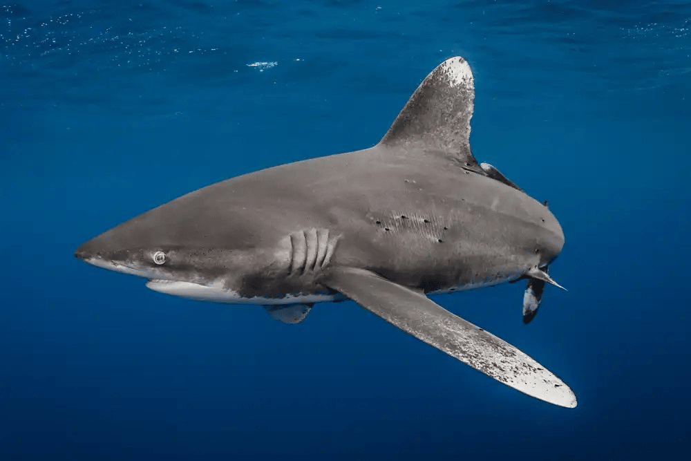 International trade ban triggers domestic protections under Fiji's Endangered and Protected Species Act.