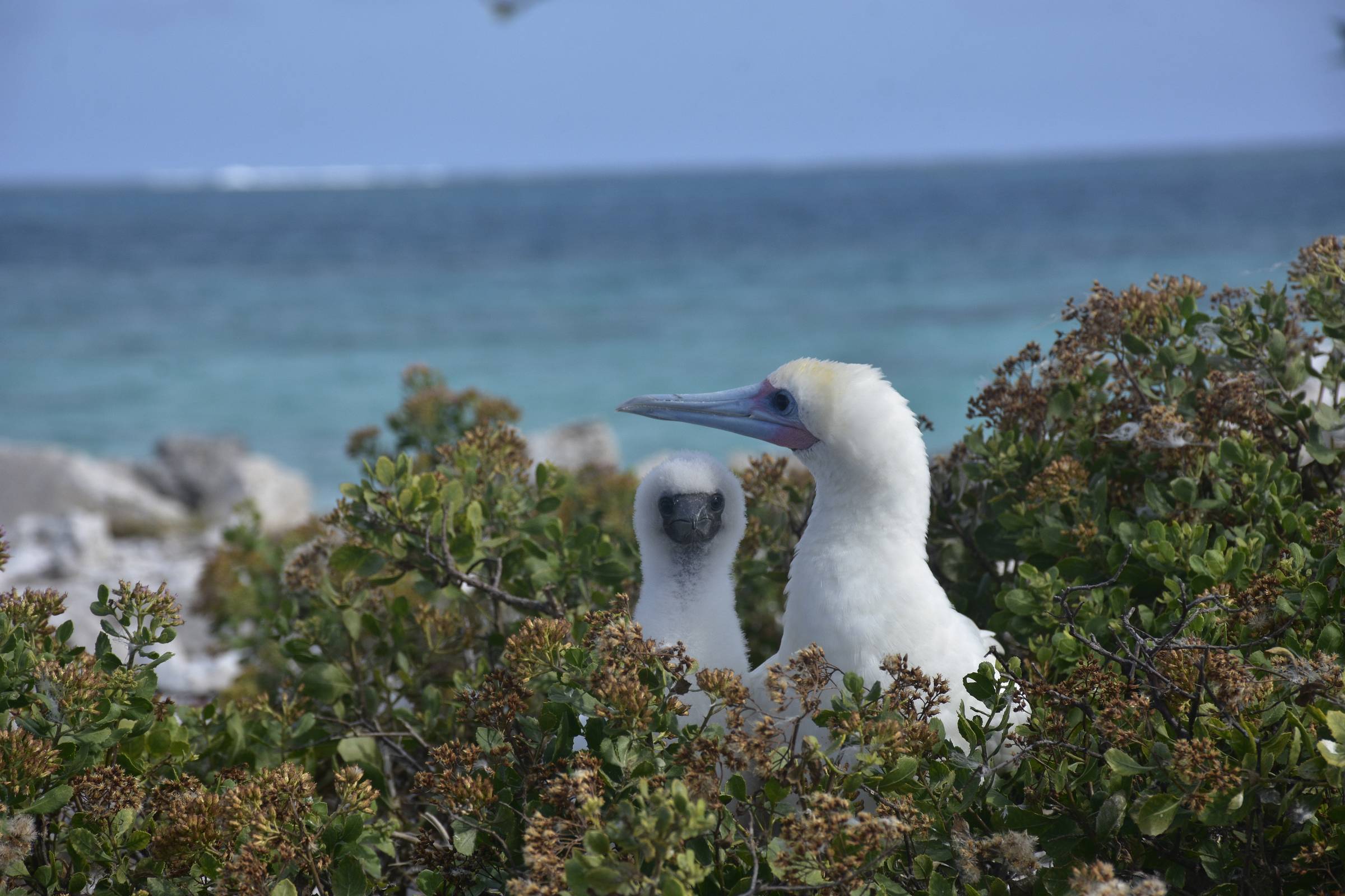 A white seabird with a long, pointed beak sits protectively next to its fluffy white chick among green coastal vegetation, with turquoise ocean waters and blue sky visible in the background.