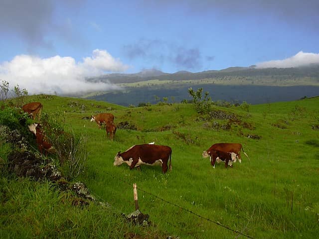 Cattle graze on open pastureland in Maui, Hawaiʻi.