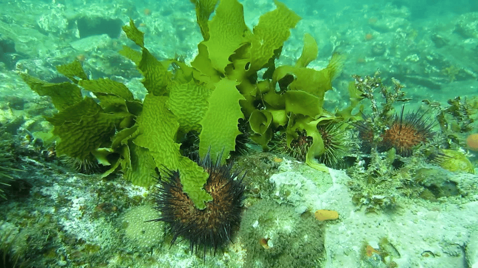 Underwater scene showing bright green kelp fronds growing on rocky seafloor surrounded by multiple spiny brown sea urchins, with turquoise water and scattered marine debris visible in the background.