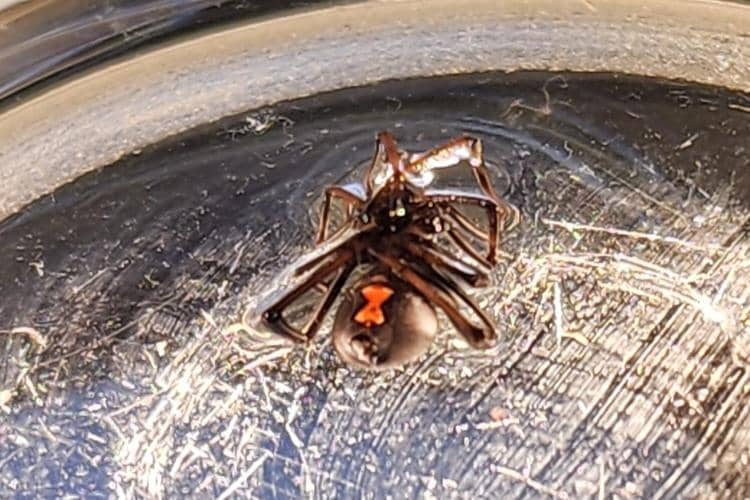 A close-up, high-angle shot shows the underside of a black widow spider with its distinctive red hourglass marking clearly visible on its abdomen. The spider is positioned in the center of the frame, lying on its back, revealing its dark legs and body against a blurry, light-colored background that appears to be a reflective or glass surface with some scuff marks.