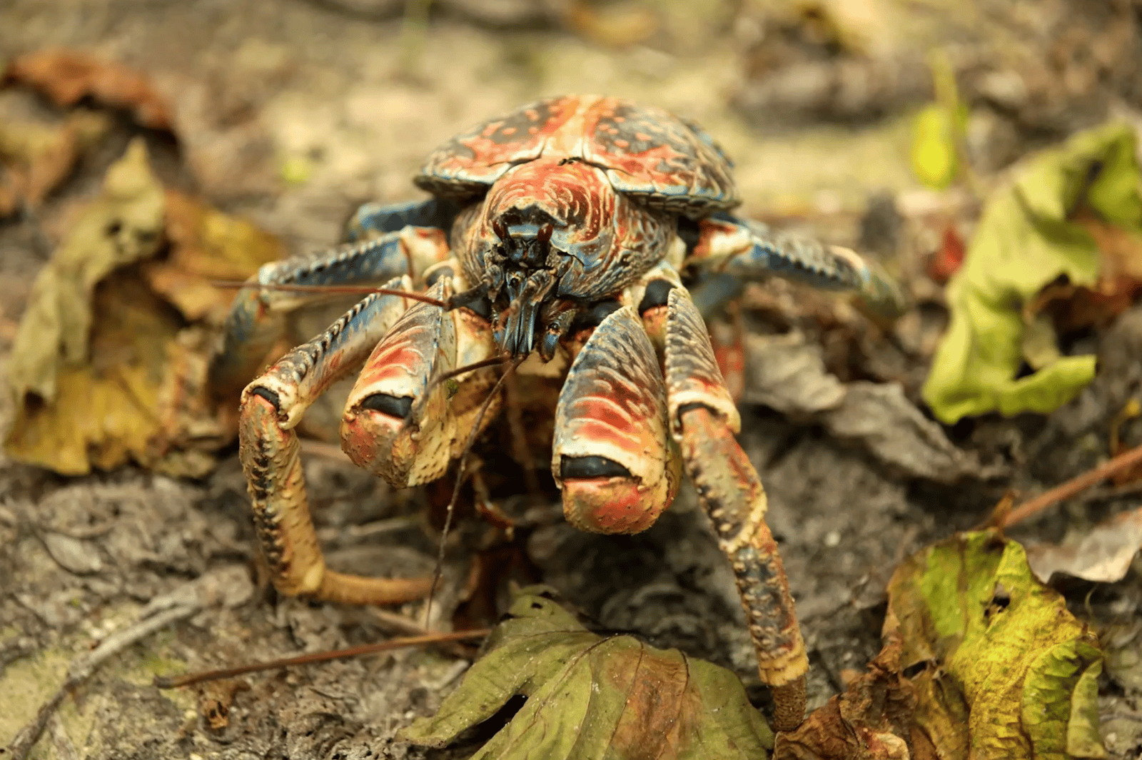 A coconut crab, the world's largest land arthropod, navigates its island habitat. The Solomon Islands' new harvesting ban aims to protect these remarkable creatures during their critical breeding season.