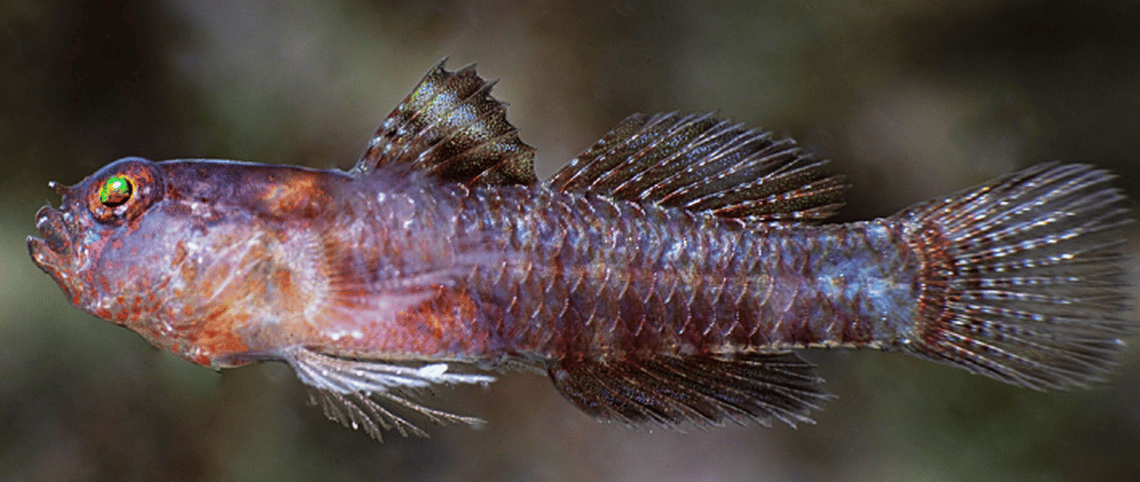 A close-up image of the newly discovered black dwarfgoby (Eviota vader), showing its small size, purplish-black coloration, large yellow-green eye, and delicate, spiny fins against a blurred underwater background.
