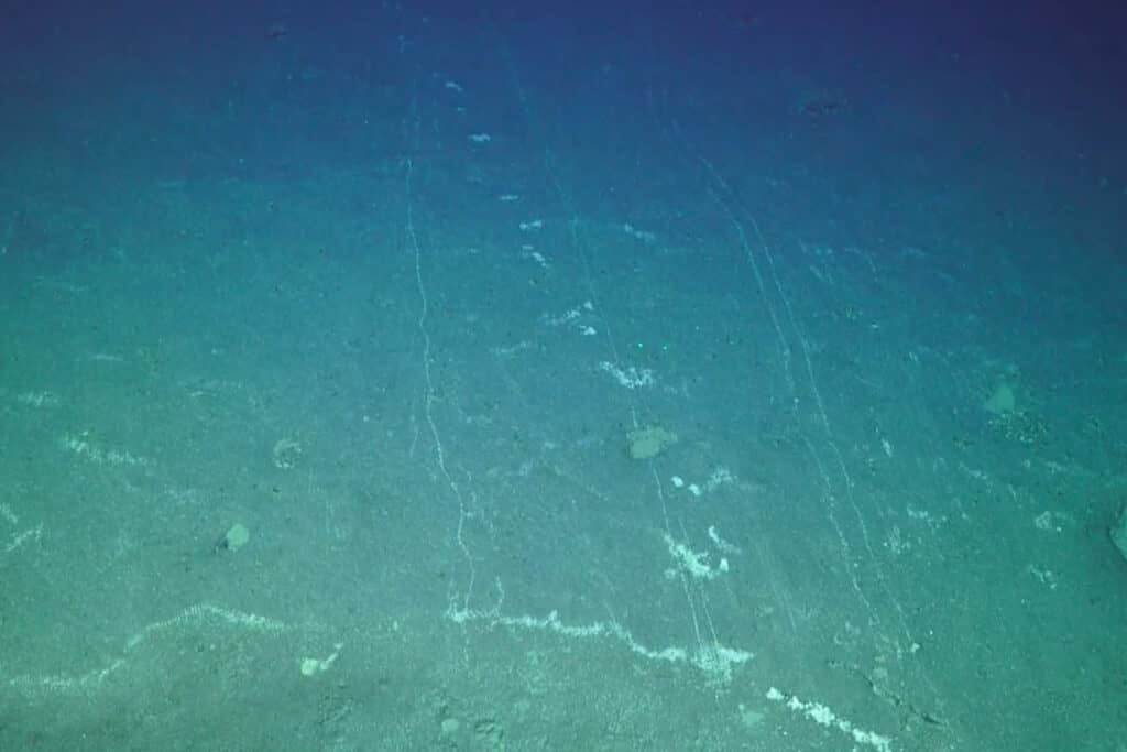 Global divide deepens over deep-sea mining: while the U.S. opens the ocean floor to exploitation, Pacific nations join a 37-country push to halt the industry before irreversible harm is done.