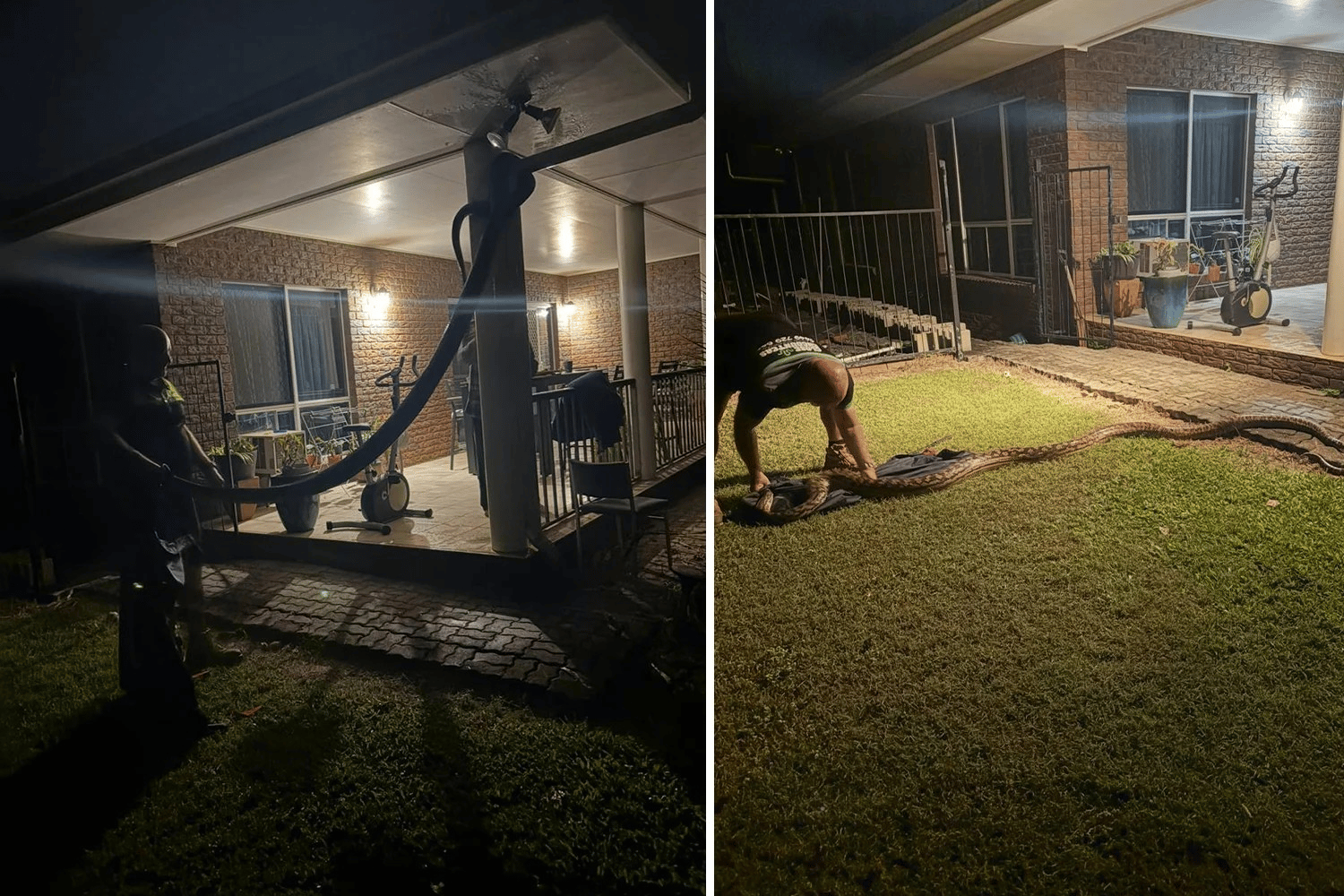 Two nighttime photos show a massive scrub python being removed from a suburban Australian home. In the first image, a man stands in the yard holding the snake as it hangs from a downpipe attached to the house’s roof. In the second image, the large python is stretched out on the lawn while a man bends down to secure it, with the house and porch visible in the background.