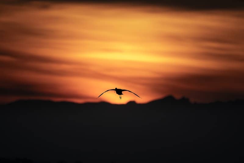 A bird flies across a fiery sunset sky.