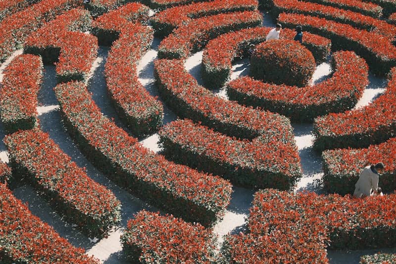 People navigating a red-leafed hedge maze