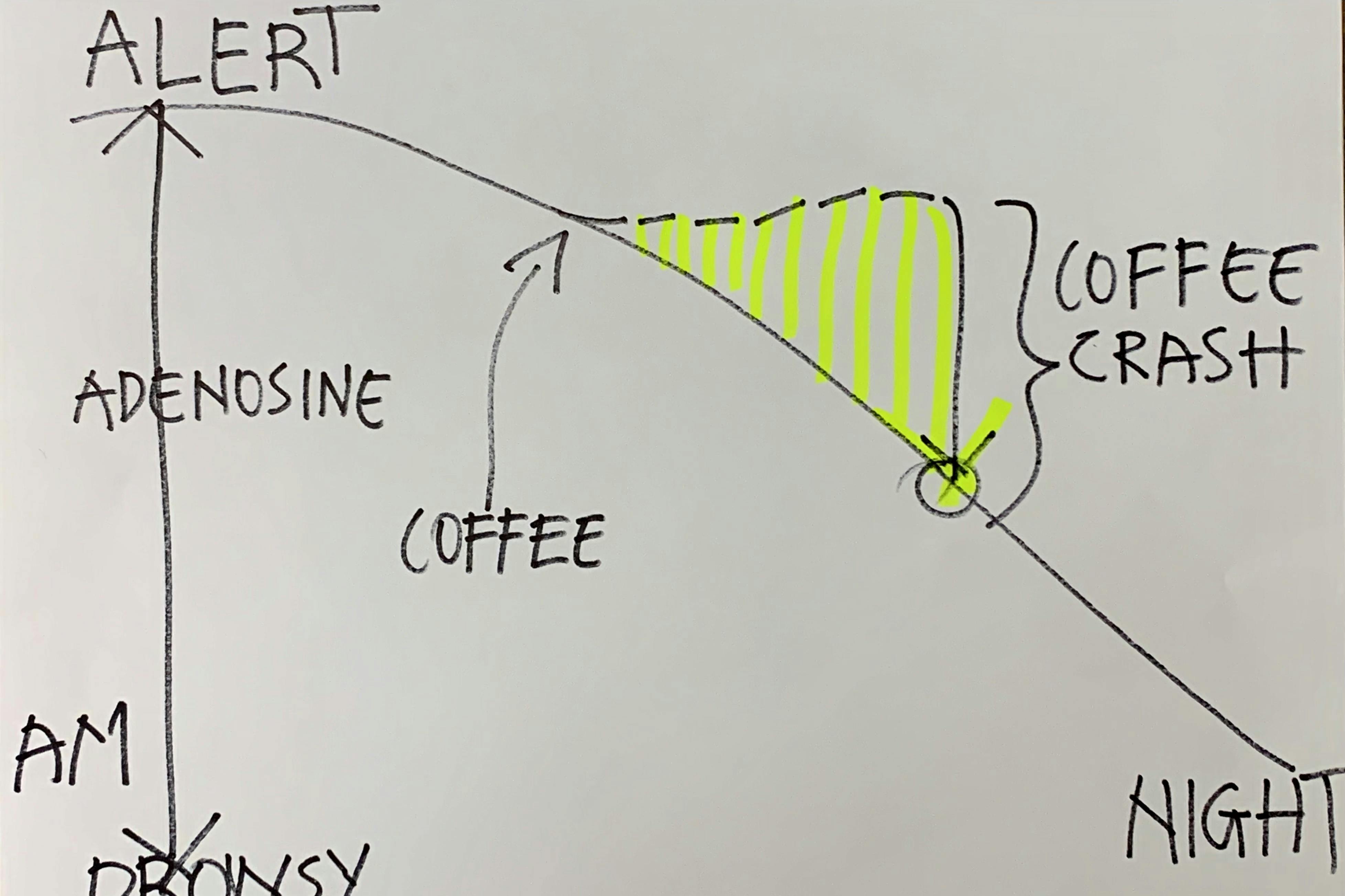 Coffee crash due to Adenosine blocking Walter Adamson Newsletter