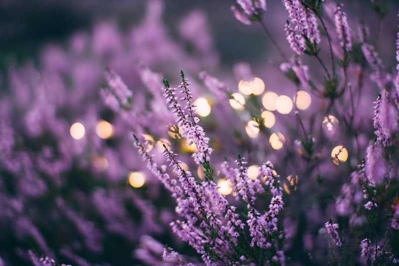 Calming effects of lavender - Walter Adamson Newsletter @bodyagebuster 