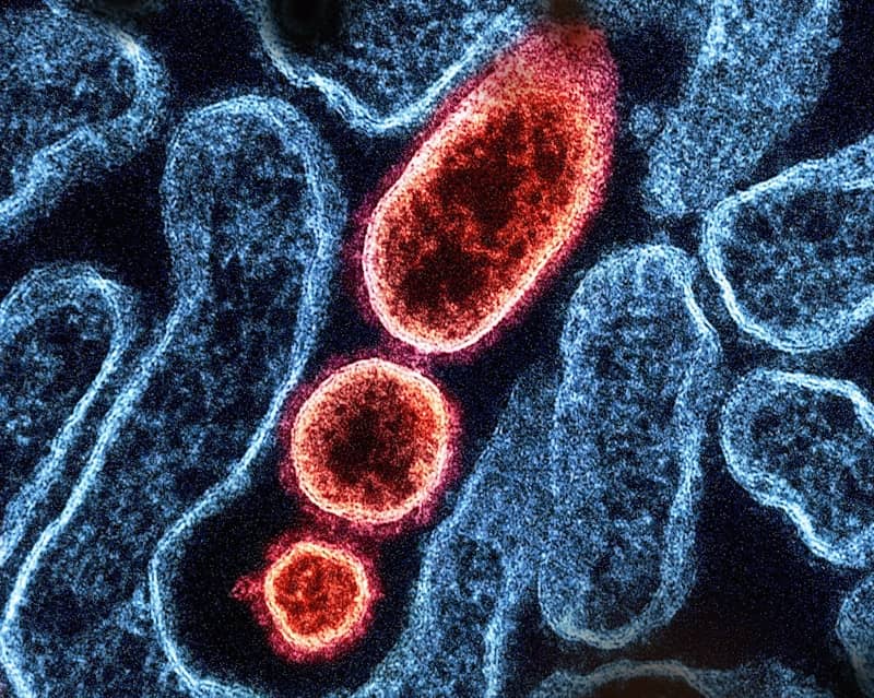? How healthy mitochondria power your entire body ? Not just your muscles ? Amazing news - you can regrow your mitochondria ? This could be life-changing | Newsletter | Walter Adamson @bodyagebuster