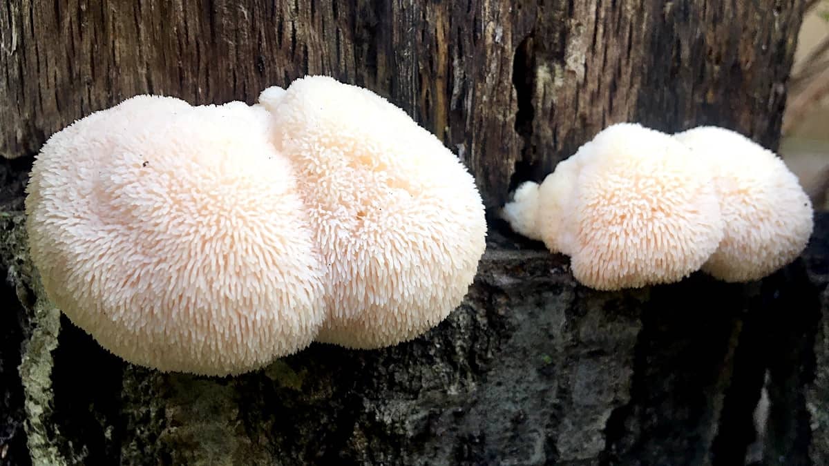 Lion's Mane Mushroom in the wild Walter Adamson Newsletter @bodyagebuster