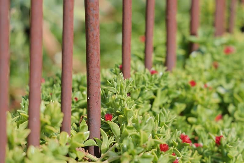 A row of metal poles with red flowers growing between them