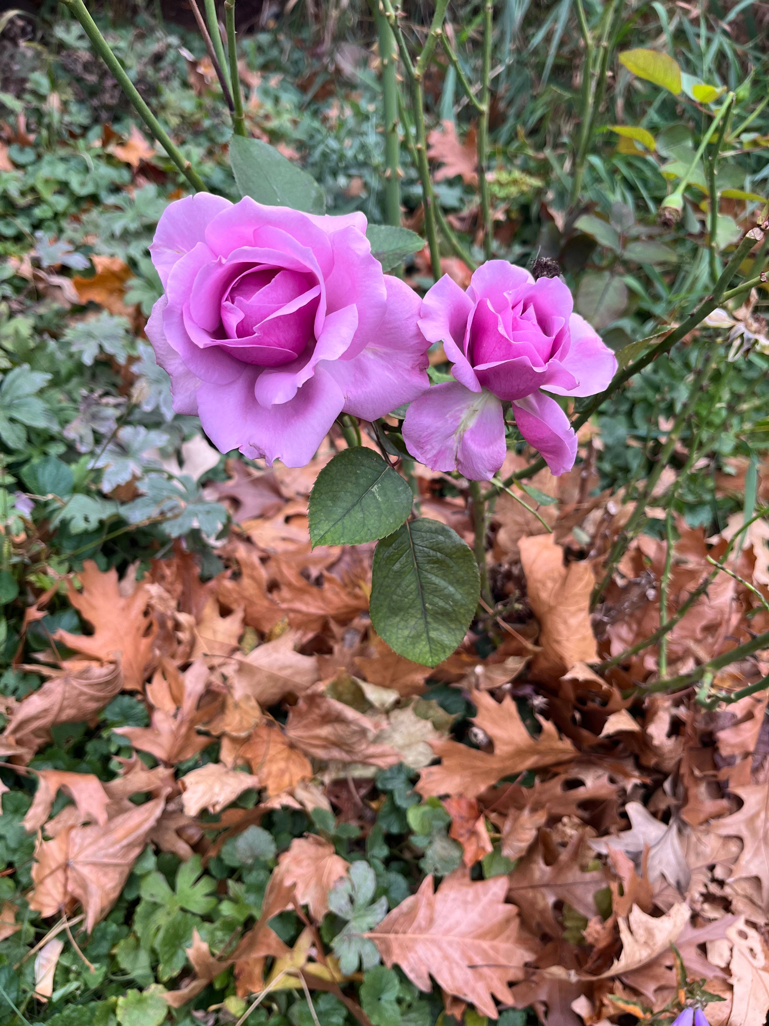 rosebuds in yard 